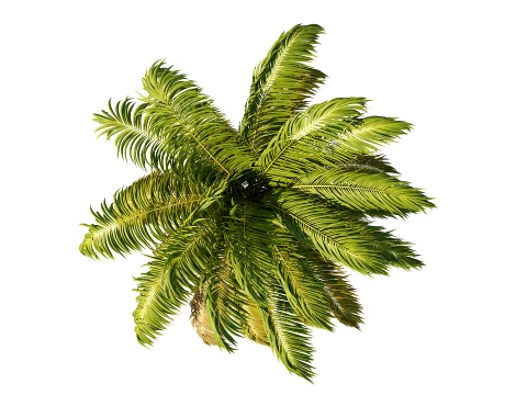 Palms Swaying in the Wind Set 02 PBR with 5 LODs 3D Model