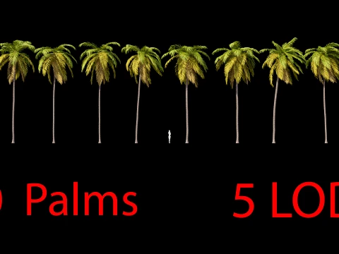 Palms Set 03 PBR avec 5 LOD Modèle 3D