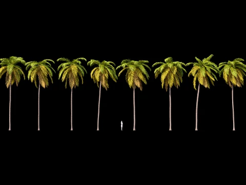 Palms Set 03 PBR with 5 LODs 3D Model