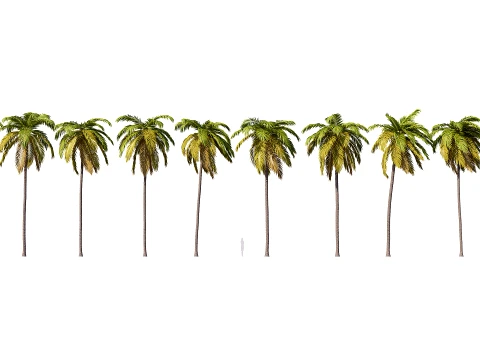 Palms Set 03 PBR with 5 LODs 3D Model