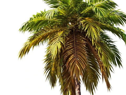 Palms Set 03 PBR with 5 LODs 3D Model