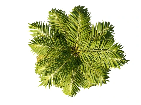 Palms Set 03 PBR with 5 LODs 3D Model