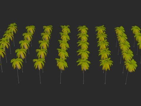 Palms Set 03 PBR with 5 LODs 3D Model