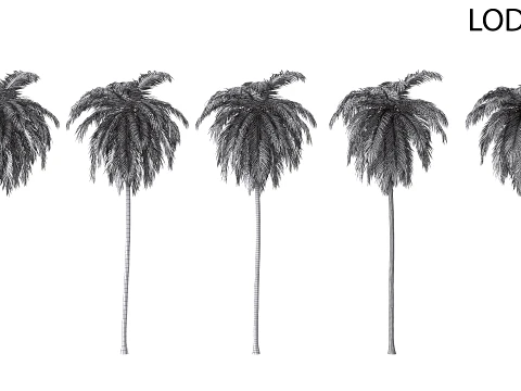 Palms Set 03 PBR with 5 LODs 3D Model
