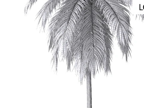 Palms Set 03 PBR with 5 LODs 3D Model