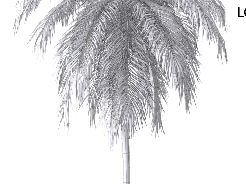 Palms Set 03 PBR with 5 LODs 3D Model