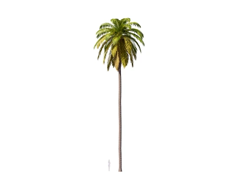 Palm 01 PBR with 5 LODs 3D Model