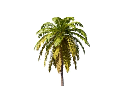 Palm 01 PBR with 5 LODs 3D Model