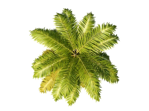 Palm 01 PBR with 5 LODs 3D Model