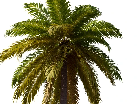 Palm 01 PBR with 5 LODs 3D Model