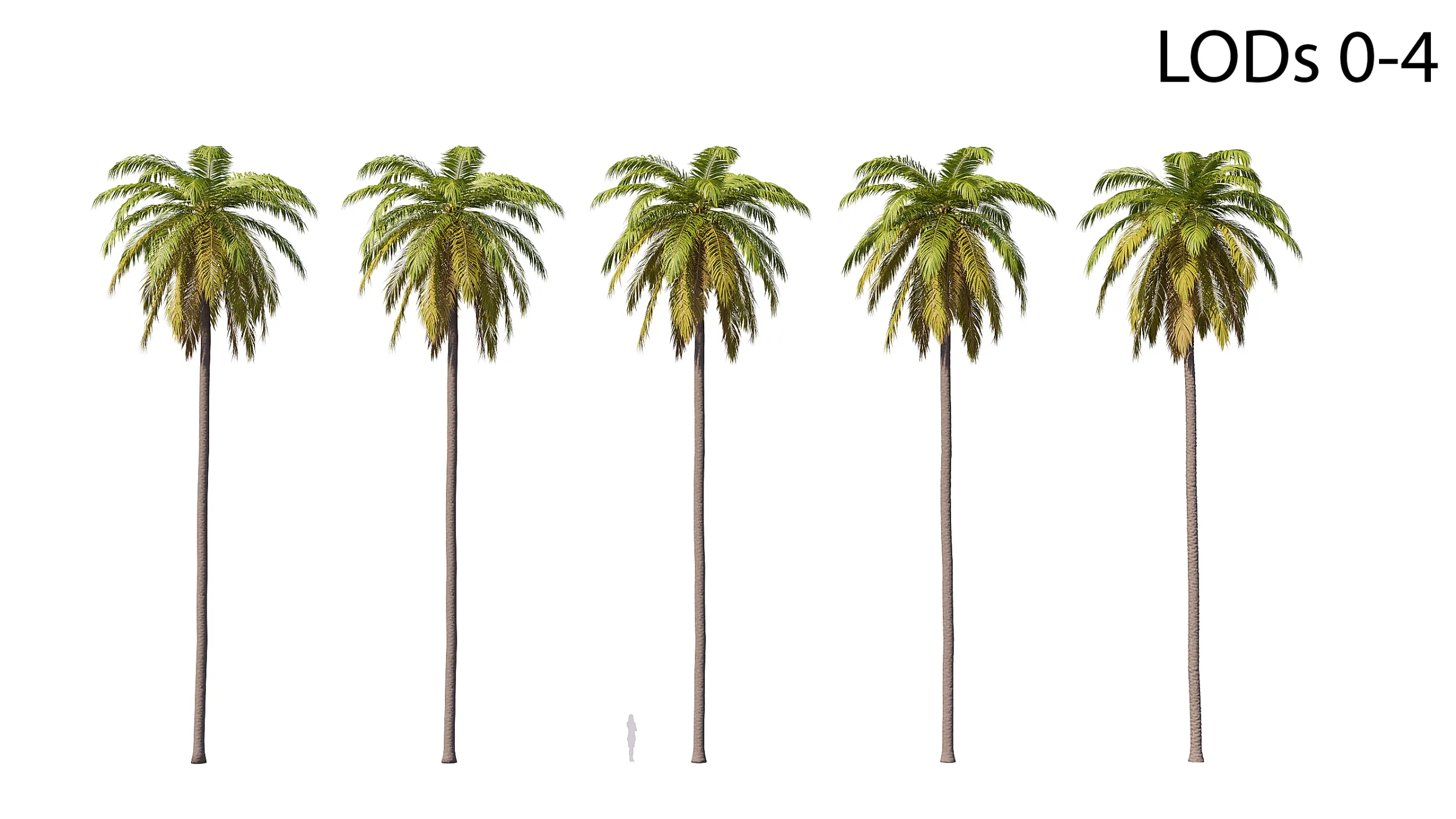 Palm 01 PBR with 5 LODs 3D Model .c4d .max .obj .3ds .fbx .stl .blend 