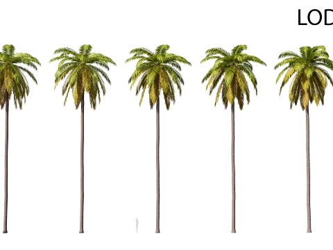Palm 01 PBR avec 5 LOD Modèle 3D