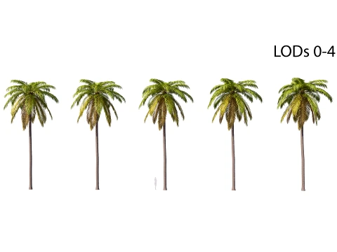 Palm 02 PBR avec 5 LOD Modèle 3D
