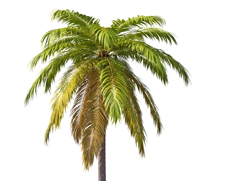 Palm 02 PBR with 5 LODs 3D Model