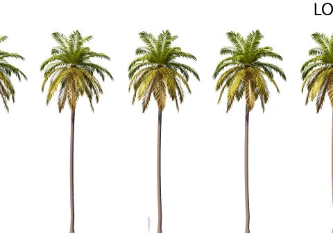 Palm 03 PBR avec 5 LOD Modèle 3D