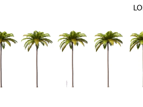 Palm 04 PBR avec 5 LOD Modèle 3D