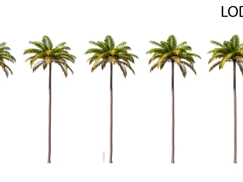 Palm 05 PBR avec 5 LOD Modèle 3D