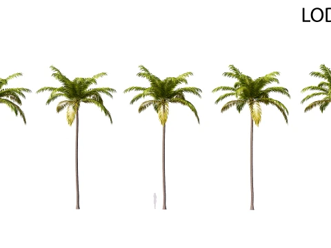 Palm 06 PBR avec 5 LOD Modèle 3D