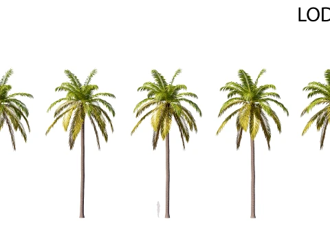 Palm 07 PBR avec 5 LOD Modèle 3D