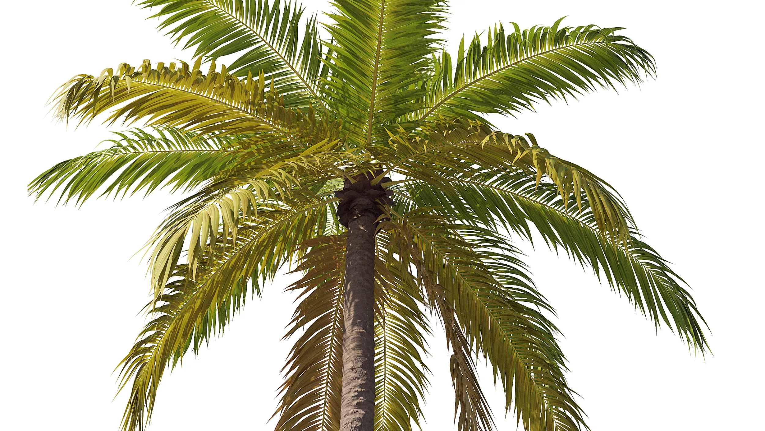 Palm 08 PBR (LOD 5 個付き) 3Dモデル .c4d .max .obj .3ds .fbx .stl .blend 