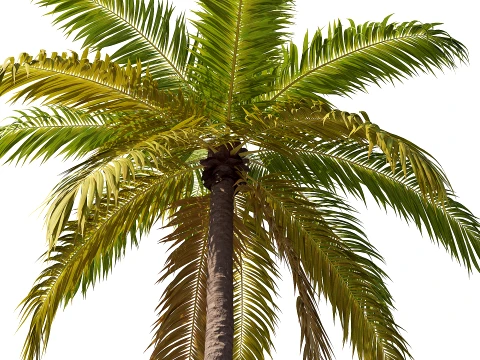 Palm 08 PBR avec 5 LOD Modèle 3D