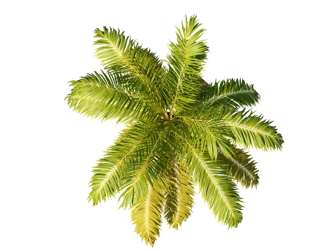 Palm 08 PBR (LOD 5 個付き) 3Dモデル