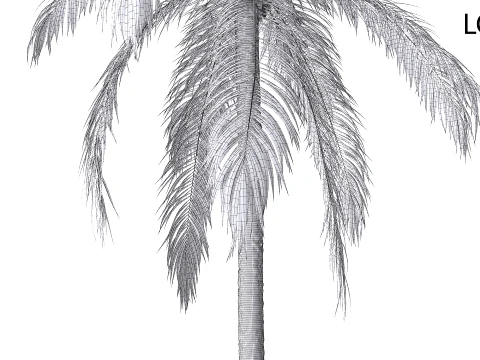 Palm 08 PBR (LOD 5 個付き) 3Dモデル