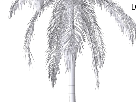 Palm 08 PBR (LOD 5 個付き) 3Dモデル