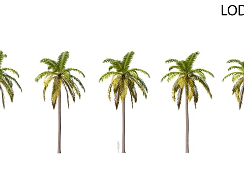 Palm 08 PBR (LOD 5 個付き) 3Dモデル