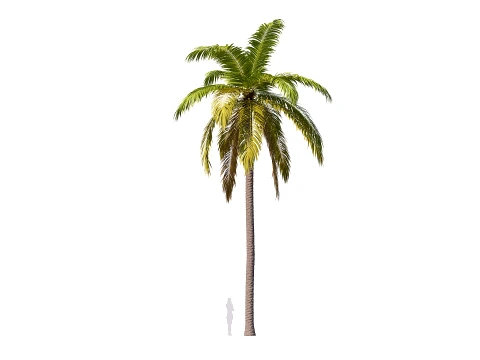 Palm 08 PBR (LOD 5 個付き) 3Dモデル