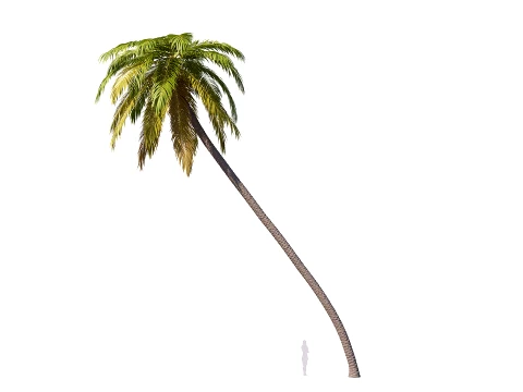 Palm 09 PBR avec 5 LOD Modèle 3D