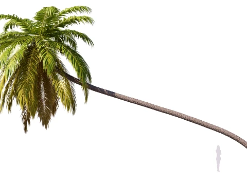 Palm 010 PBR avec 5 LOD Modèle 3D
