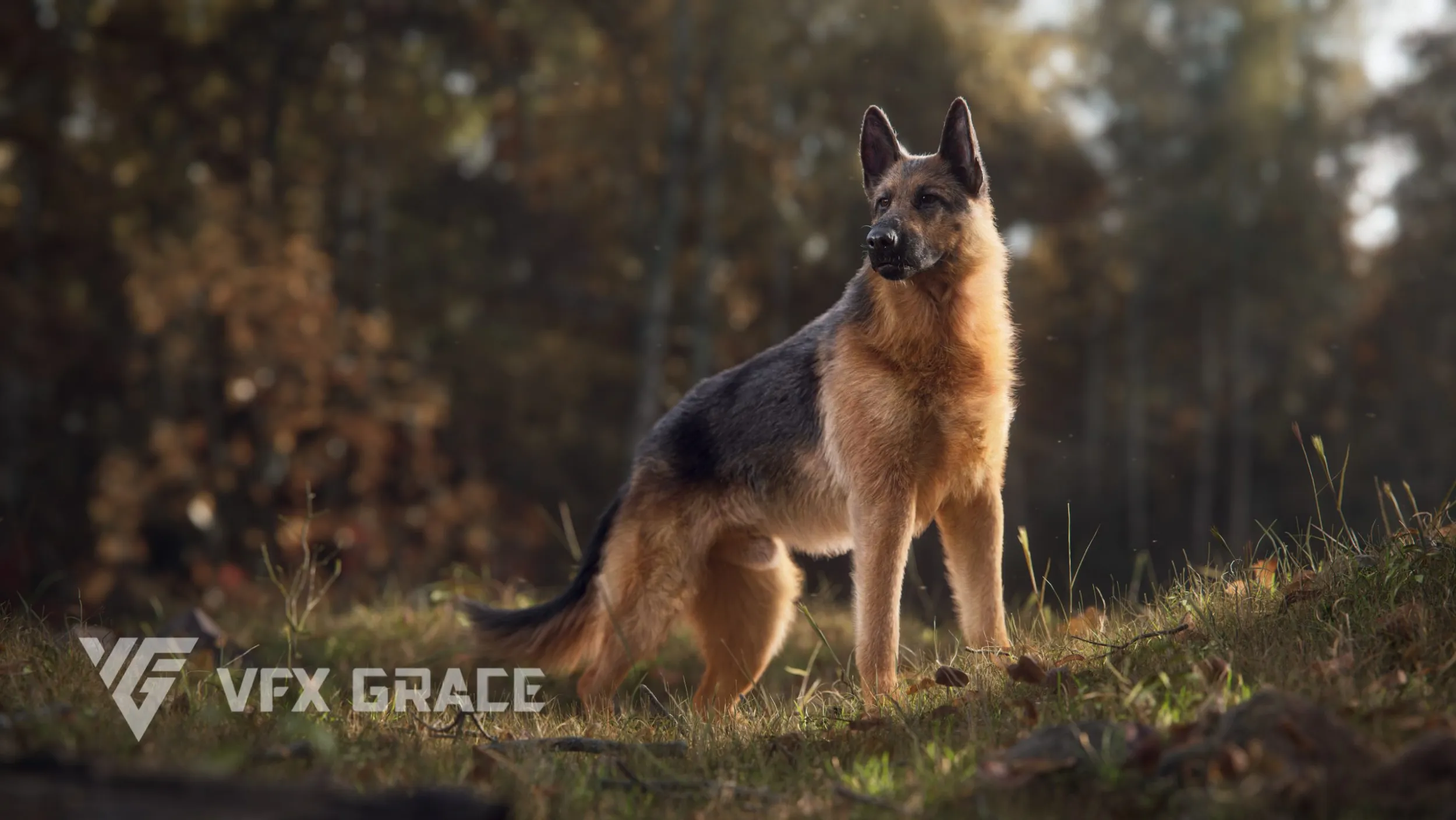 Realistic German Shepherd Rigged Animated 3D Model .c4d .max .obj .3ds .fbx .stl .blend 