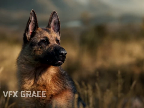 Realistic German Shepherd Rigged Animated 3D Model