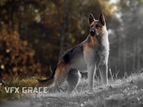 Realistic German Shepherd Rigged Animated 3D Model