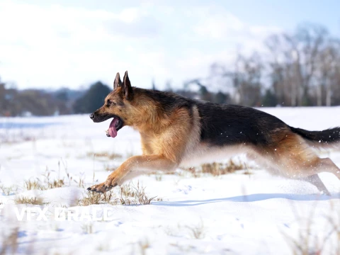 Realistic German Shepherd Rigged Animated 3D Model