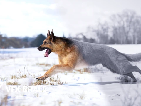 Realistic German Shepherd Rigged Animated 3D Model