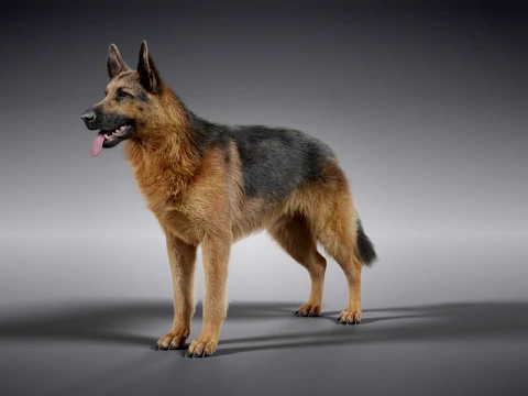 Realistic German Shepherd Rigged Animated 3D Model