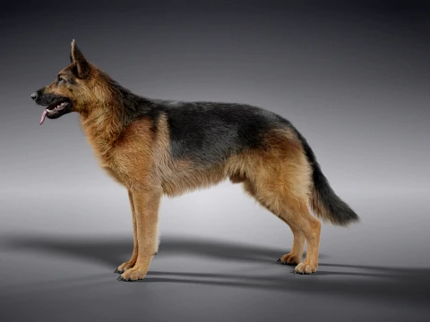 Realistic German Shepherd Rigged Animated 3D Model
