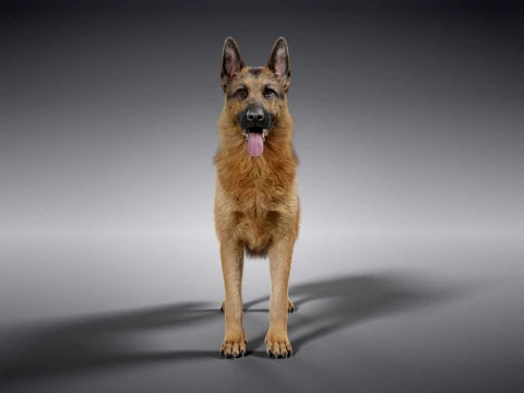 Realistic German Shepherd Rigged Animated 3D Model