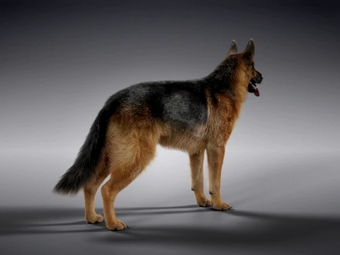 Realistic German Shepherd Rigged Animated 3D Model