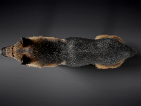 Realistic German Shepherd Rigged Animated 3D Model