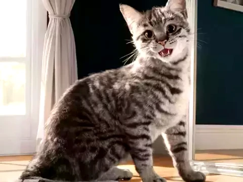 Realistic Grey Tabby Cat Rigged Animated 3D मॉडल