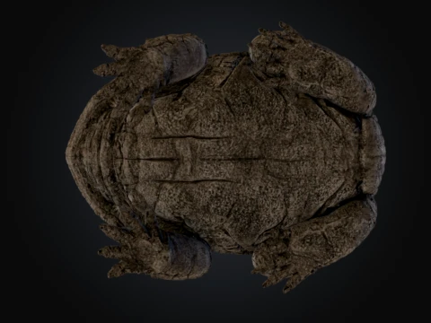 Lithic Bufonidae 3D Model