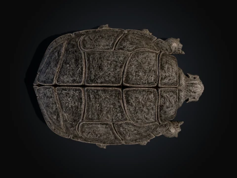 Chitinous Testudinidae 3D Model