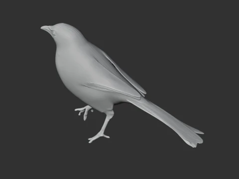P&aacute;ssaro tagarela Modelo 3D