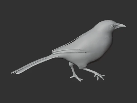 P&aacute;ssaro tagarela Modelo 3D