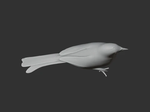 P&aacute;ssaro tagarela Modelo 3D