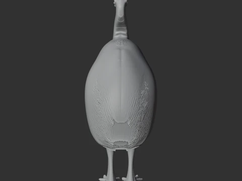 Cassuar Modelo 3D