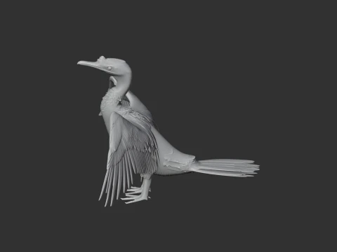 Cormor&atilde;o Modelo 3D